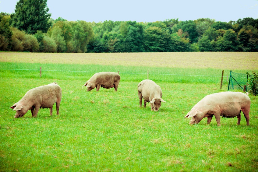 92333144 pig farm pigs in field healthy pig on meadow